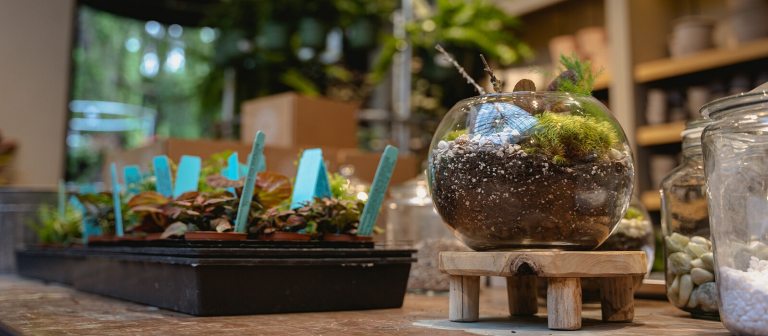 Succulent outlet terrarium table